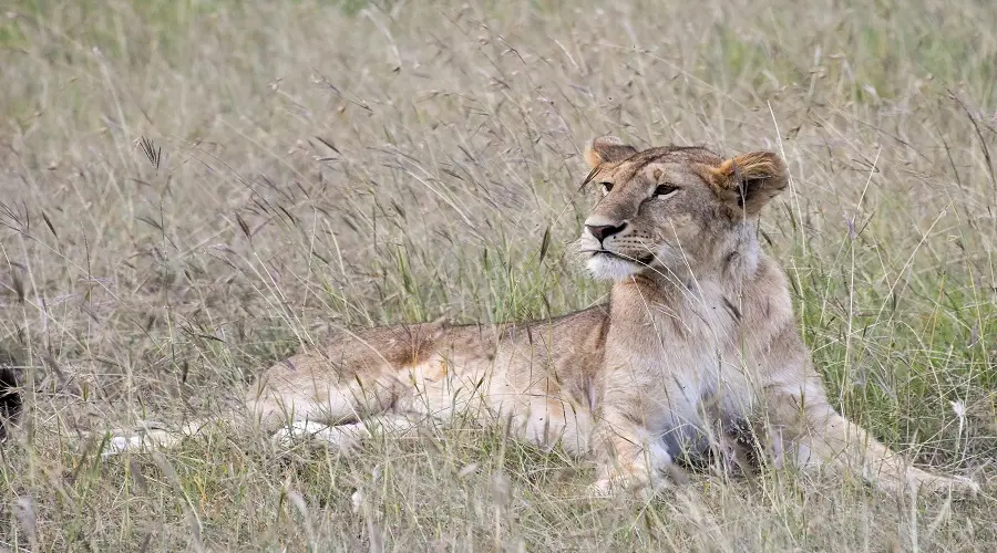 4 Days Ngorongoro Safari | Crater Big Five & Cultural Tour gallery image 2